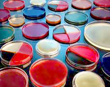 MSA with Oxacillin