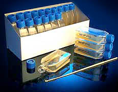 Transgrow for N. gonorrhoeae