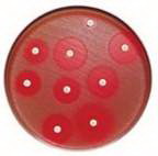 BD Diagnostic Systems BBL* Susceptibility Test Disc, Fosfomycin82