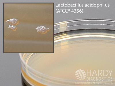 Orange Serum Agar