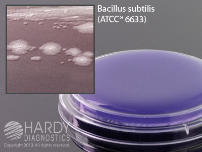 D/E Neutralizing Agar