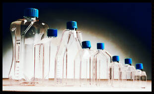 Tissue Culture Flask - 70 mL.