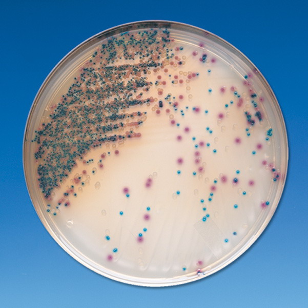 (5W) Plate Chromagar E Coli, 100MM
