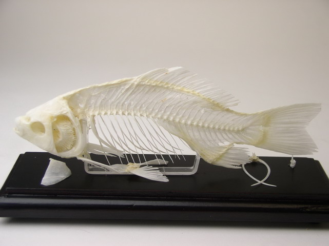 Fish Skeleton