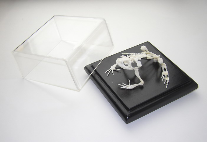 Toad Skeleton