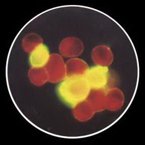 Remel* PathoDx* Respiratory Virus Panel Reagents