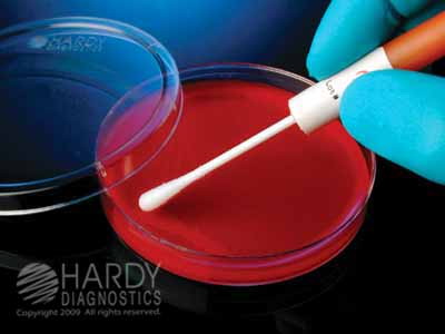 Bacitracin Differential Test, Hippurate Hydrolysis Test, and PYR Test QC Set