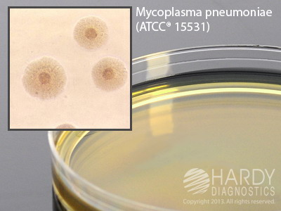 PPLO Selective Agar